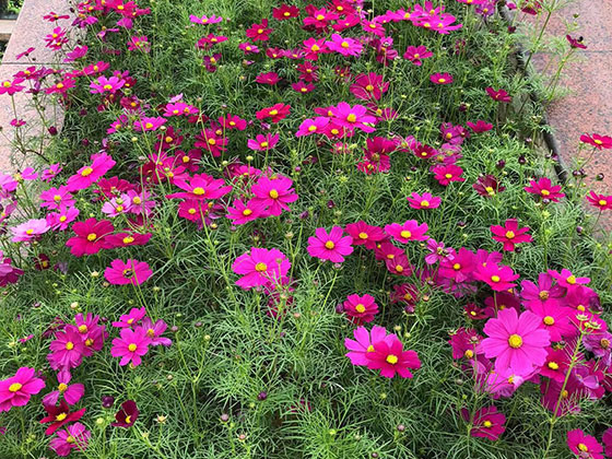 武夷山假花仿真花/鲜花绿植,绿化露台/仿真花,打造有花和绿的环境